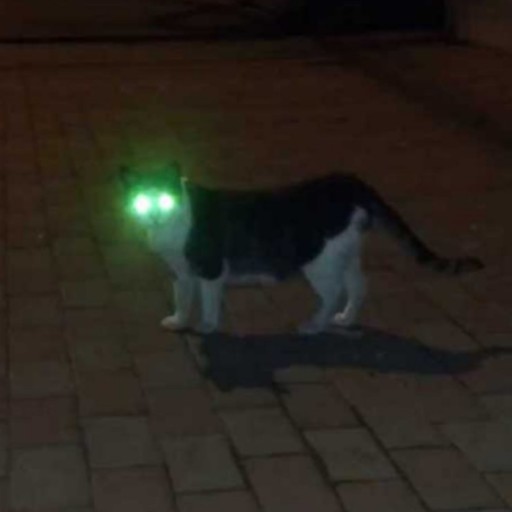 펫토피아 이미지