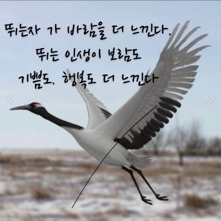 산목 이미지