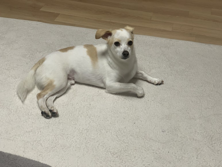 강두부 이미지