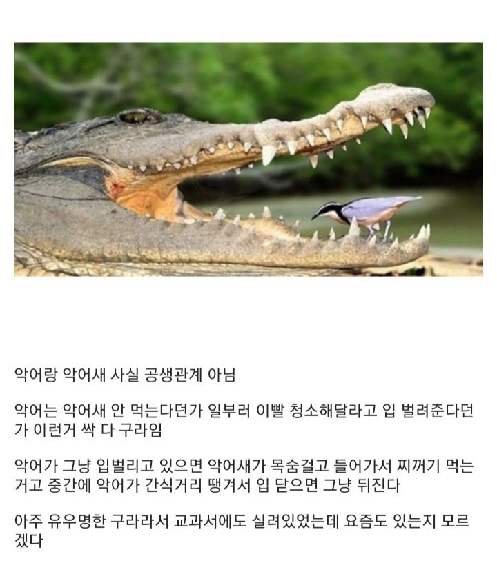 악어새 이미지