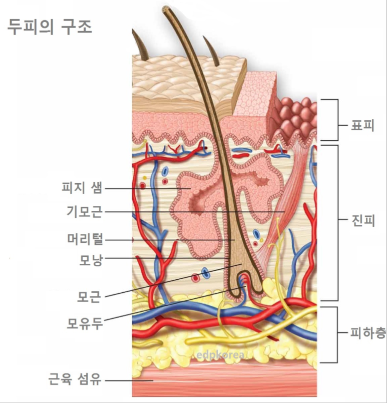 정안테라피 이미지