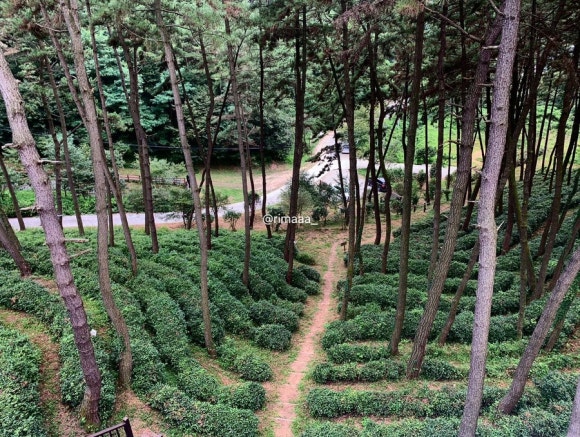 삼부산림 이미지