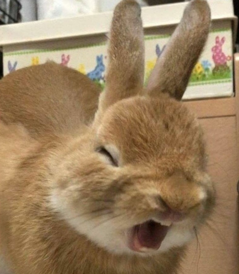 피카 이미지