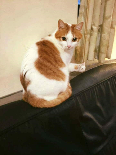 크레이브 이미지