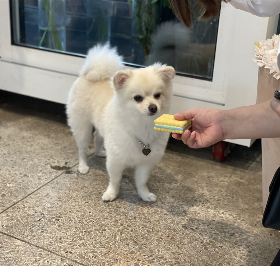 라플레르수 이미지