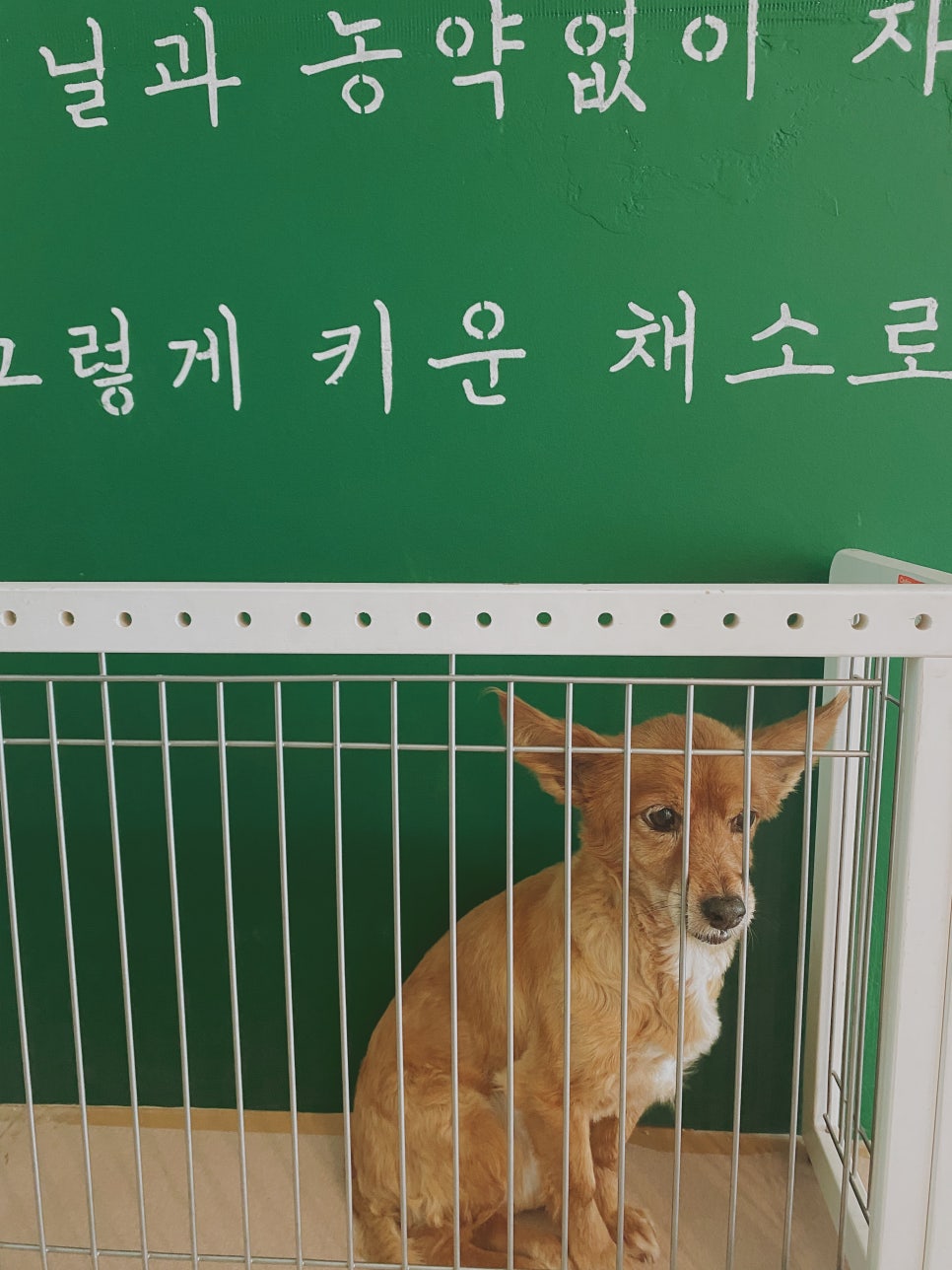 콩보다조 이미지