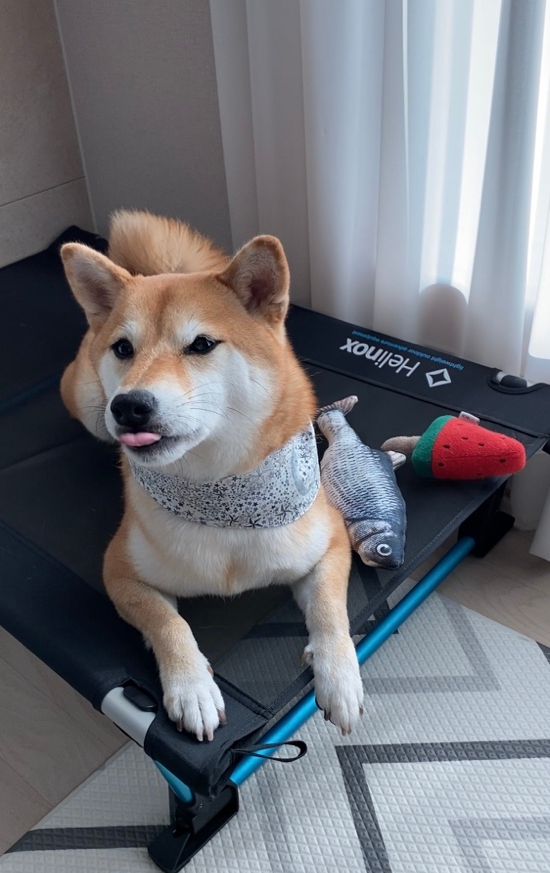 꾸울마켓 이미지