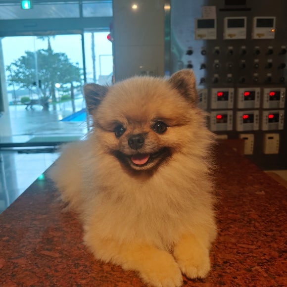 황가네흑족발 이미지
