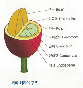빈,커피 이미지