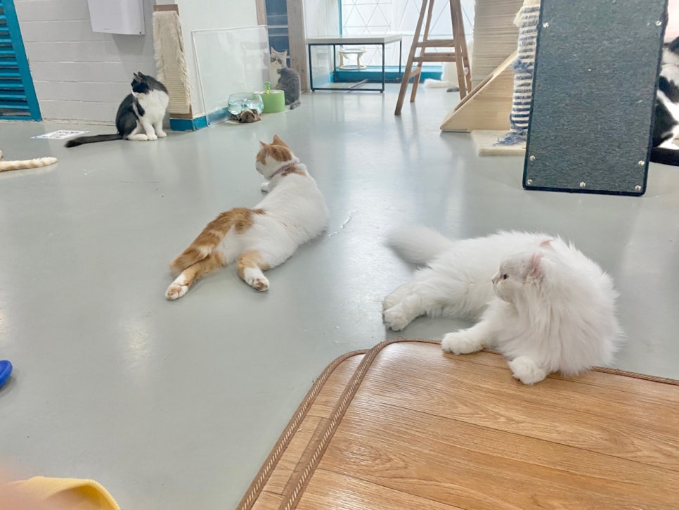 냥다방 이미지