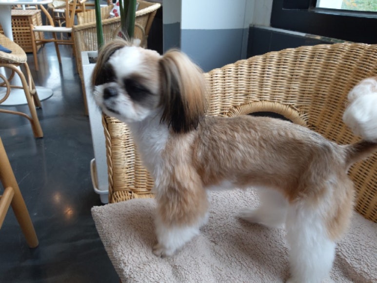 빼로(perro) 이미지