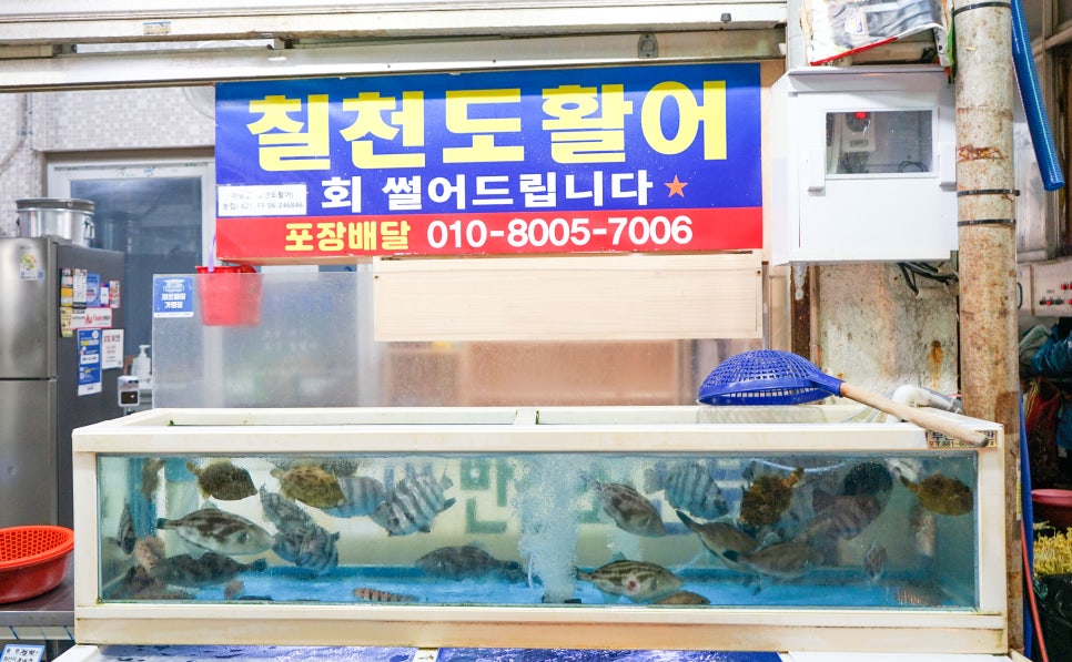 칠천도활어 이미지