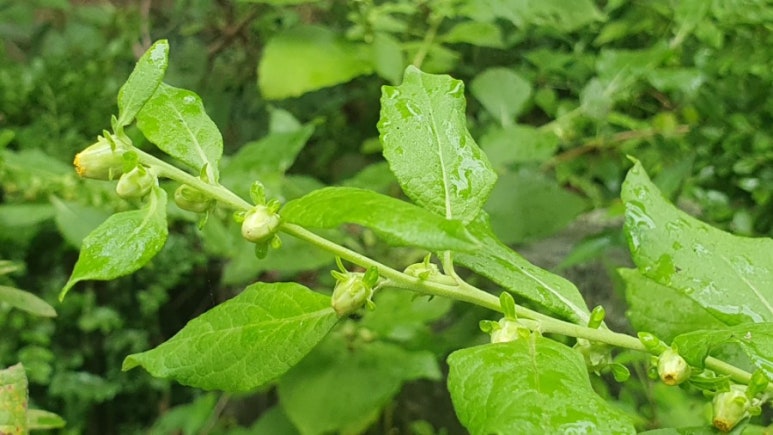 천일생약 이미지