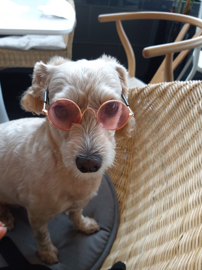 빼로(perro) 이미지