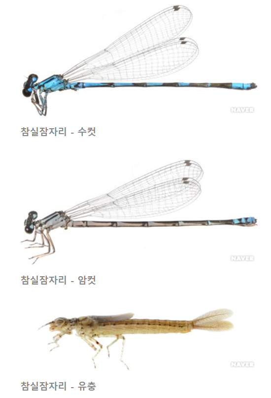 한국 잠자리 종류 : 네이버 블로그