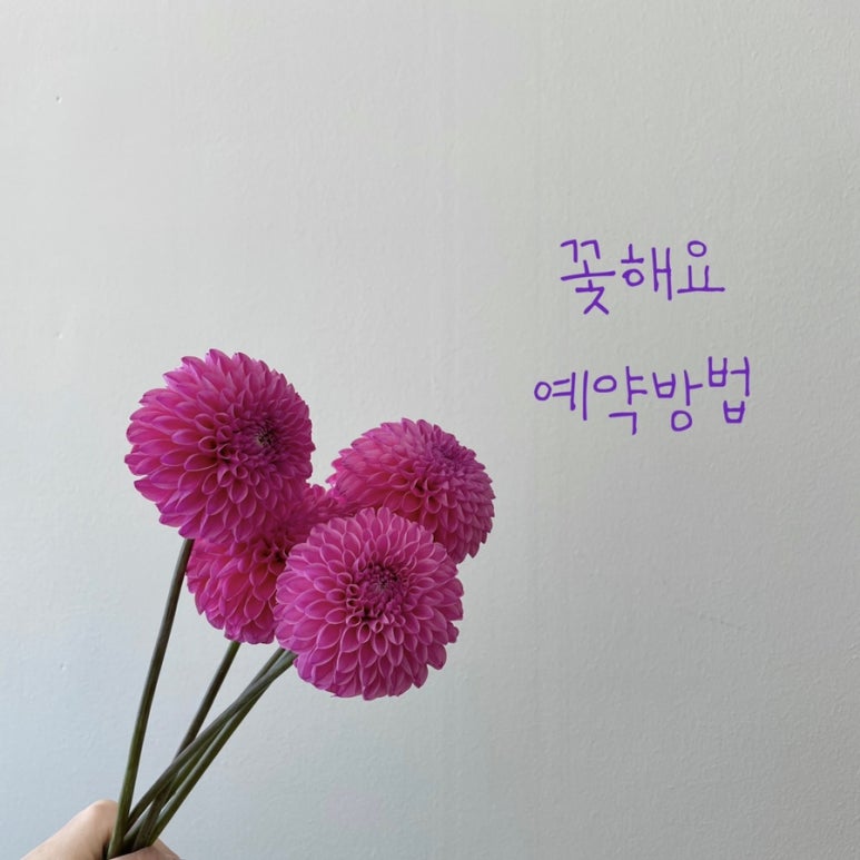 꽃해요 이미지