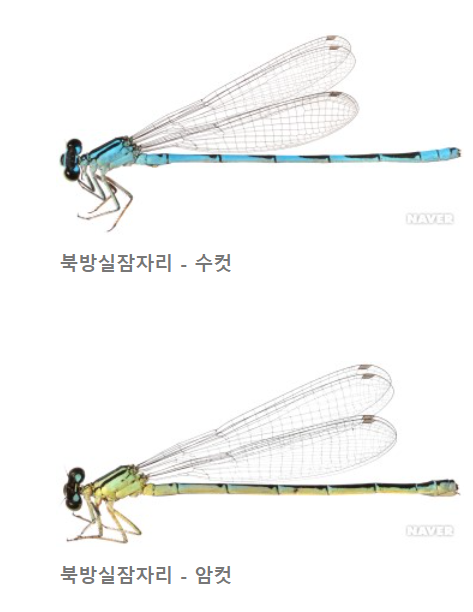 한국 잠자리 종류 : 네이버 블로그