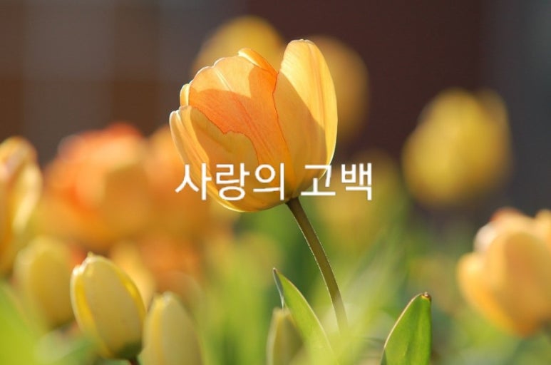 사랑의꽃배달 이미지