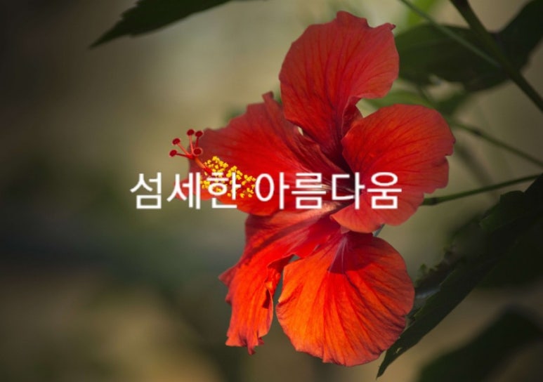 꽃말꽃집 이미지