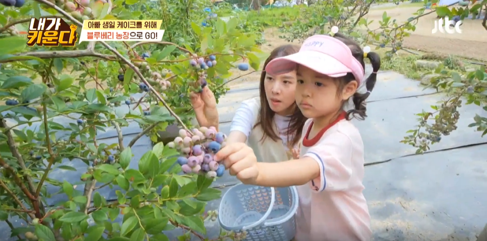 케이크하민 이미지