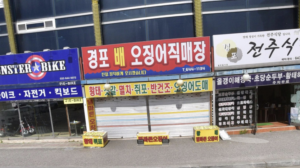 경포배오징어 이미지
