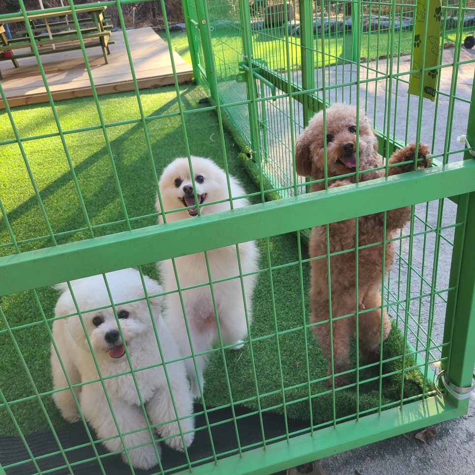 랑개 이미지
