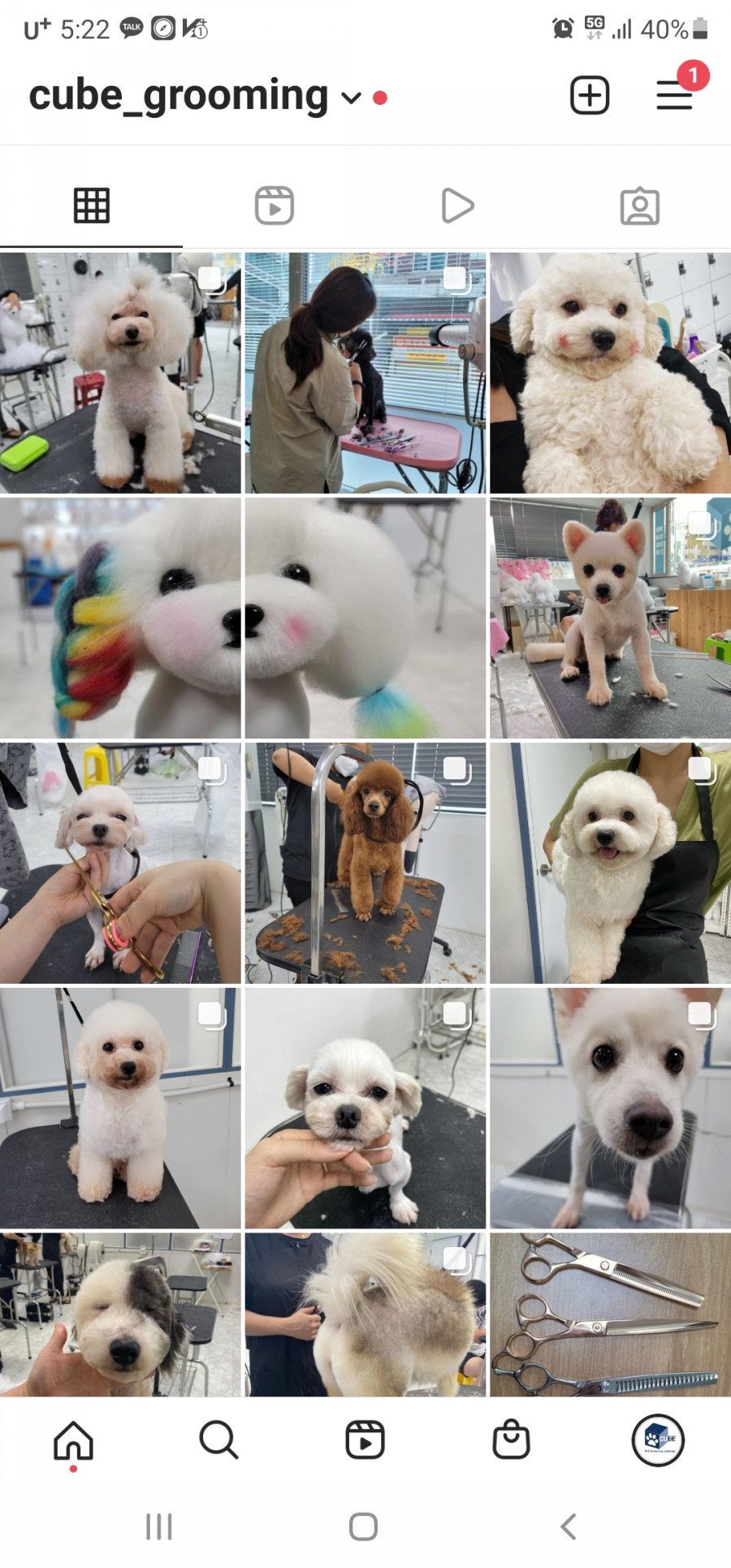 큐브애견미용학원 이미지