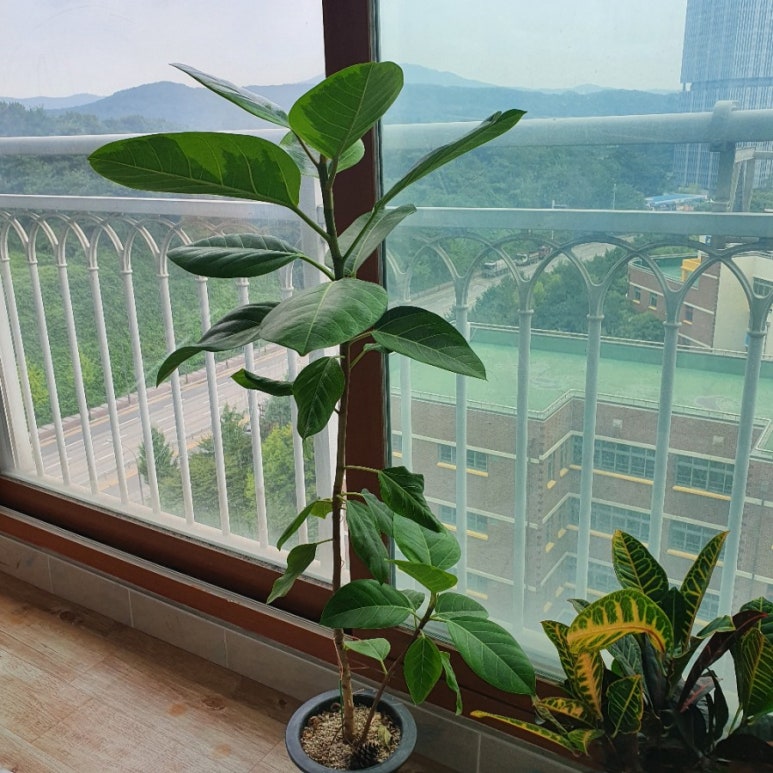 라넌에이미 이미지