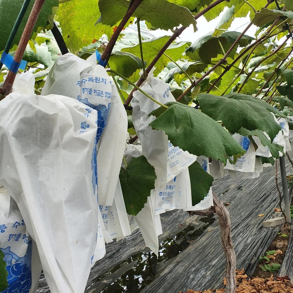 축석포도농원 이미지
