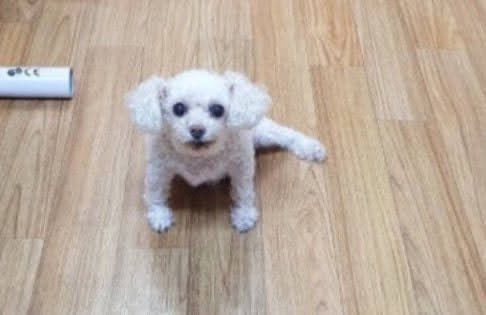 도야지 이미지