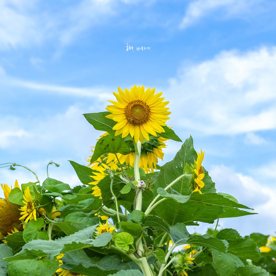 유니의정원 이미지