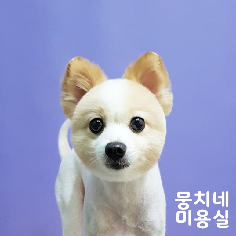 마코청주 이미지