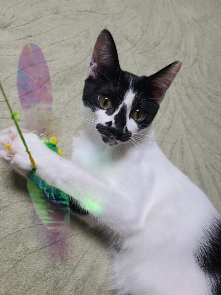 탈랜트이용원 이미지
