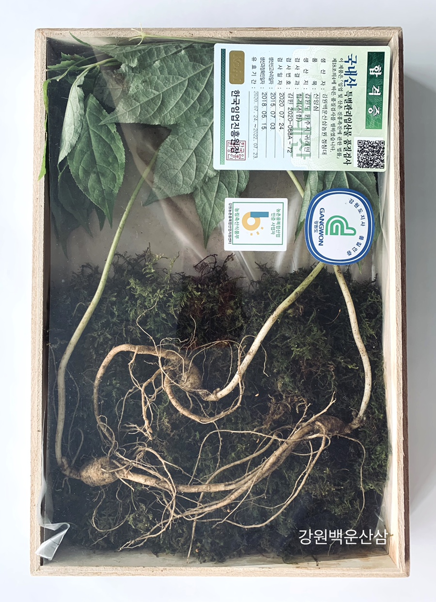 강원백운산삼농원 이미지
