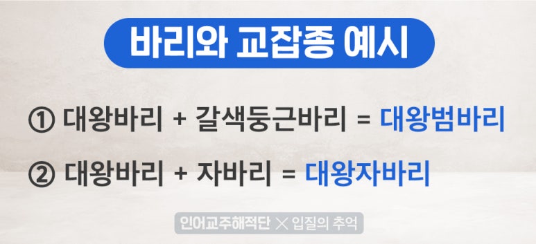 왕바리유통 이미지