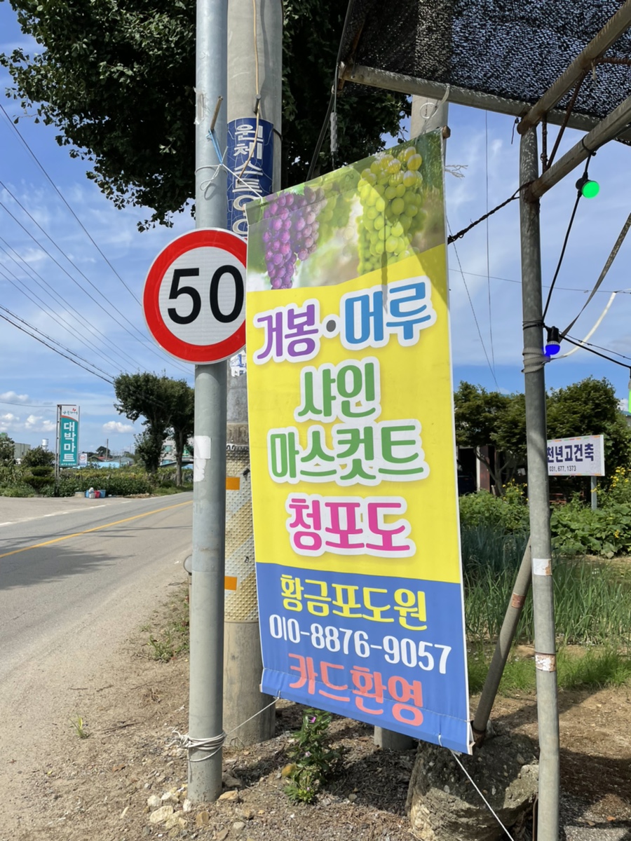 안성서운포도 이미지
