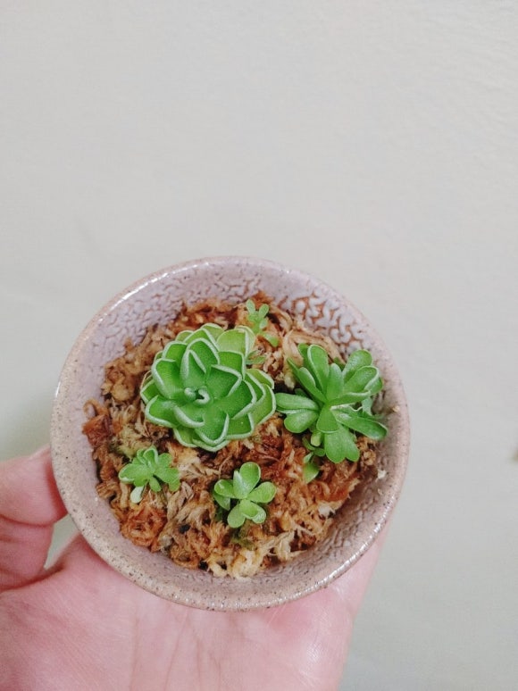 두야네 이미지