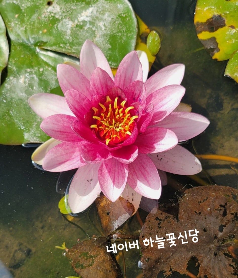 활신당 이미지