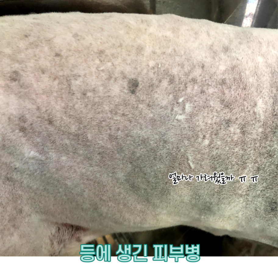 개신남 이미지