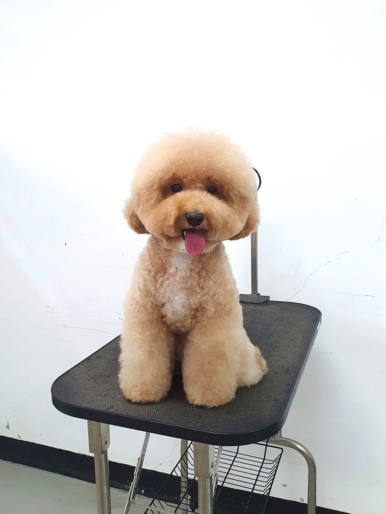 이현경애견미용학원 이미지
