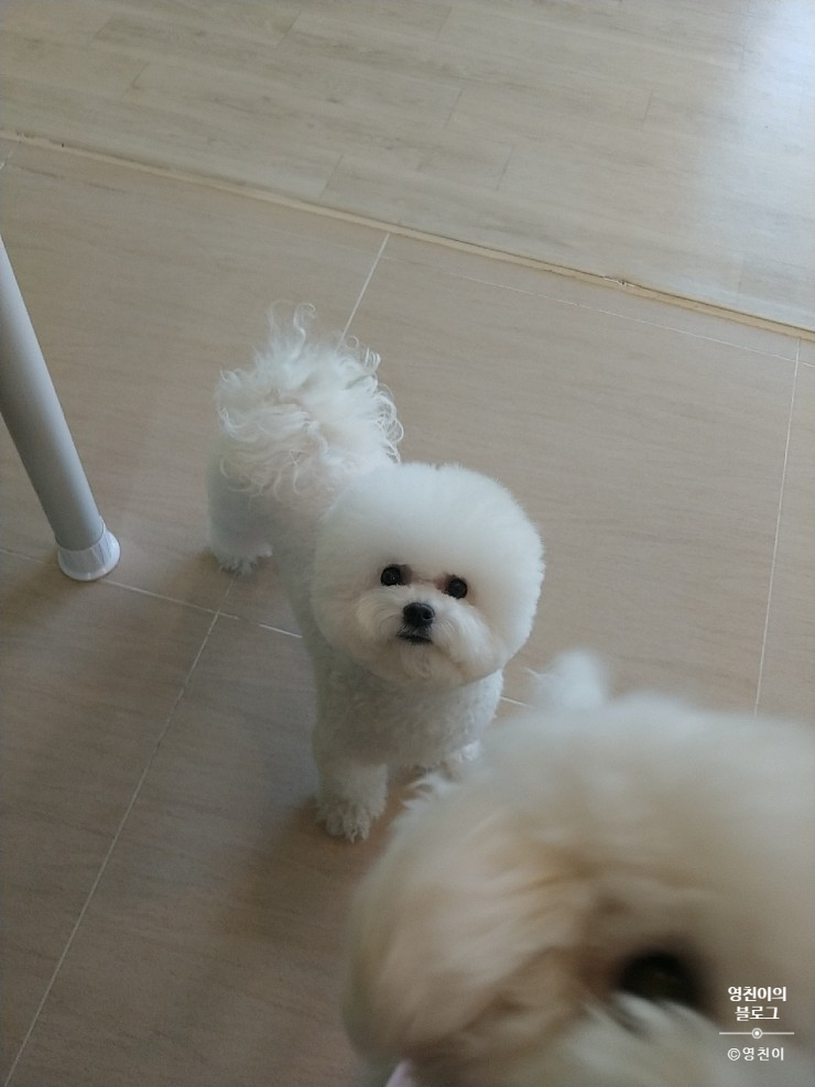 청려원 이미지
