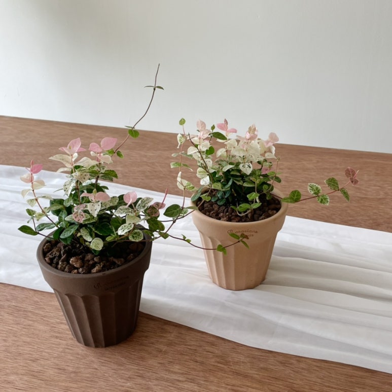 꽃해요 이미지