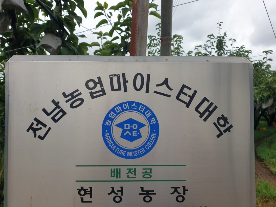 나주배유기 이미지