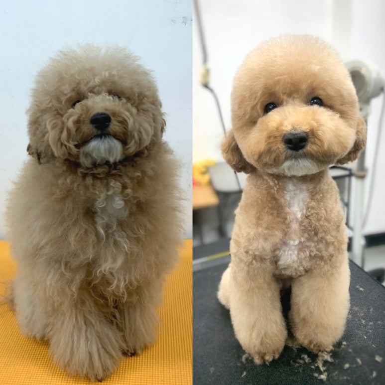 이현경애견미용학원 이미지