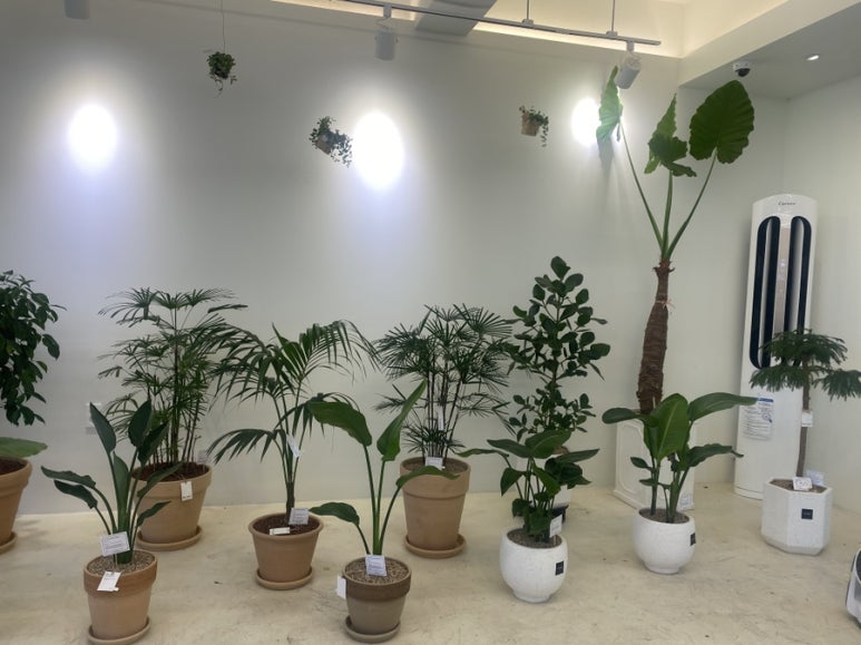 메르플라워 이미지