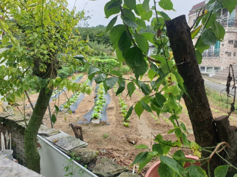 대구펜션팔공산펜션정원 이미지