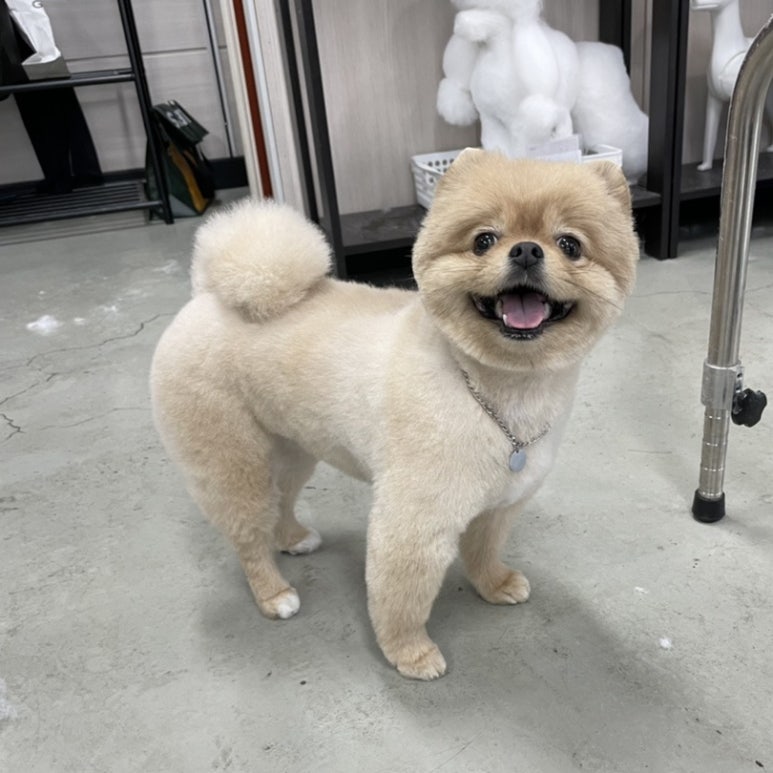 이현경애견미용학원 이미지