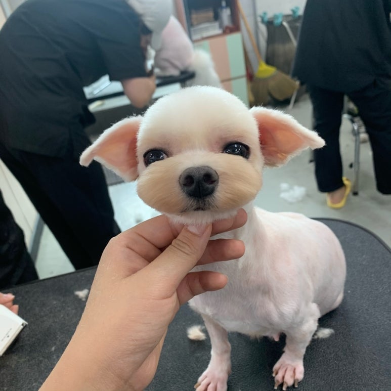 이현경애견미용학원 이미지