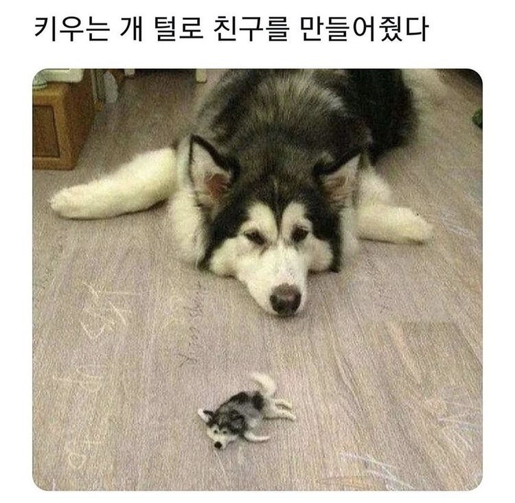강은이네 이미지
