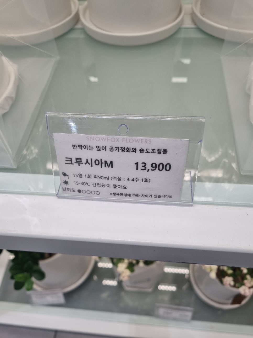 스노우폭스플라워 이미지